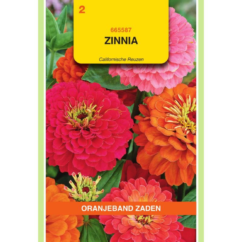 Oranjeband® Zinnia elegans Giants of California mixed