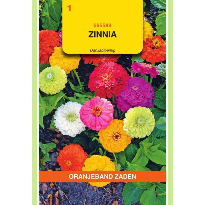 Oranjeband® Zinnia Elegans Dahlia Flowered Double Mixed