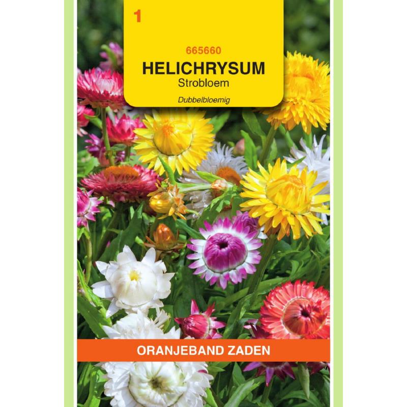 Oranjeband® Helichrysum Bract.Monstrosum Double Mixed