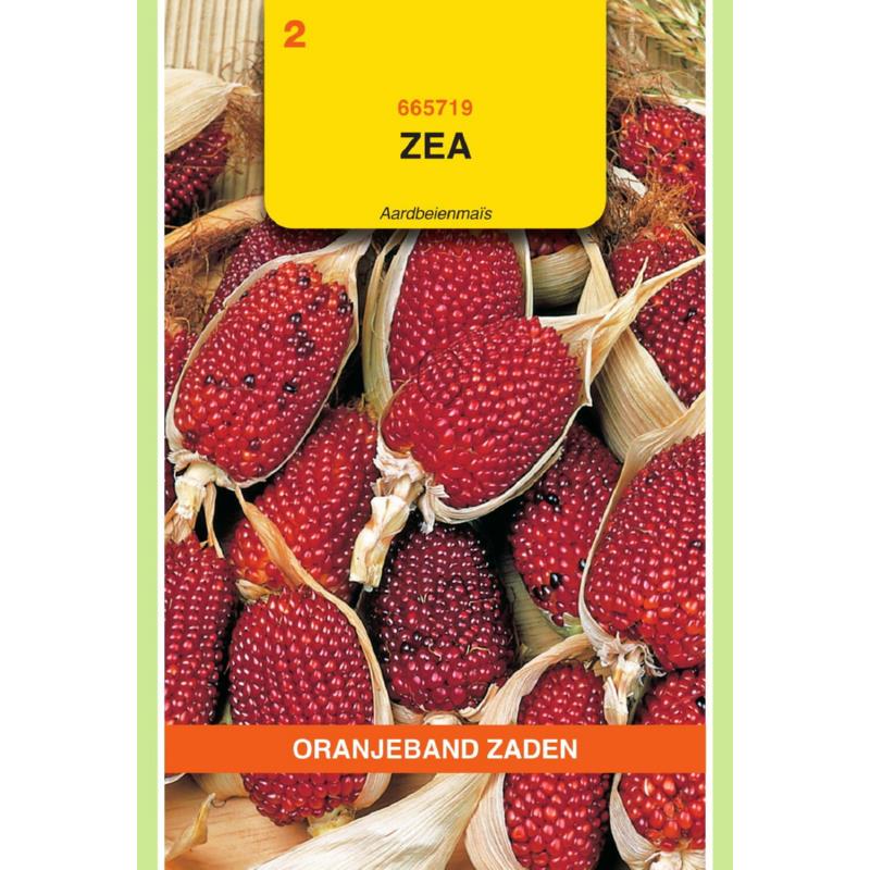 Oranjeband® Zea Gracillima - Strawberry Corn