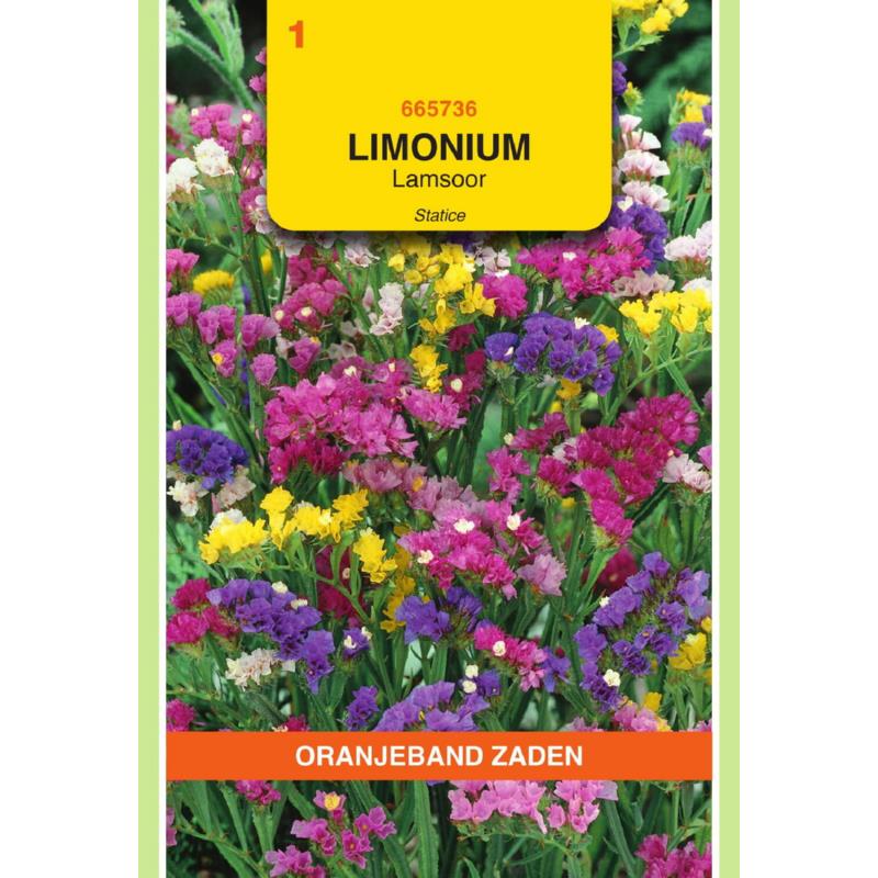 Oranjeband® Limonium Sinuatum Pacific Mixed (C.S.)