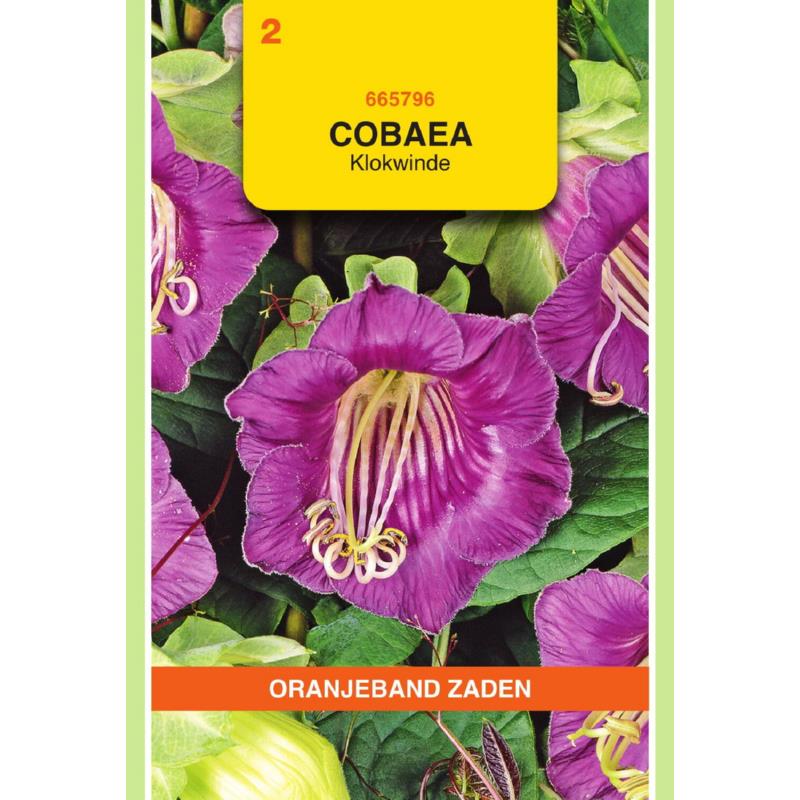 OBZ Cobaea, Klokwinde Violet