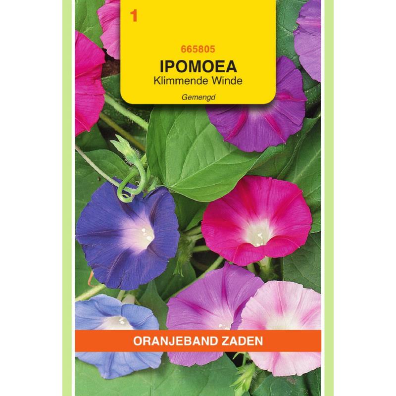 OBZ Ipomoea, Klimmende Winde, gemengd