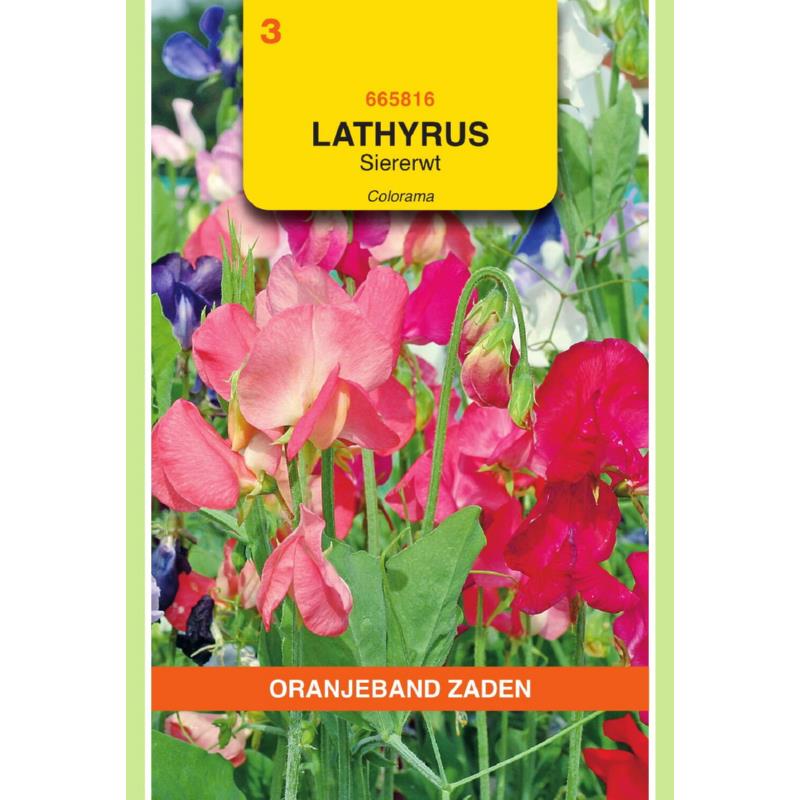 OBZ Lathyrus, Reuk- of siererwt Colorama gemengd