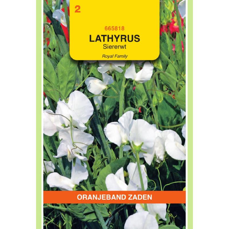 OBZ Lathyrus, Reuk- of siererwt Royal, wit
