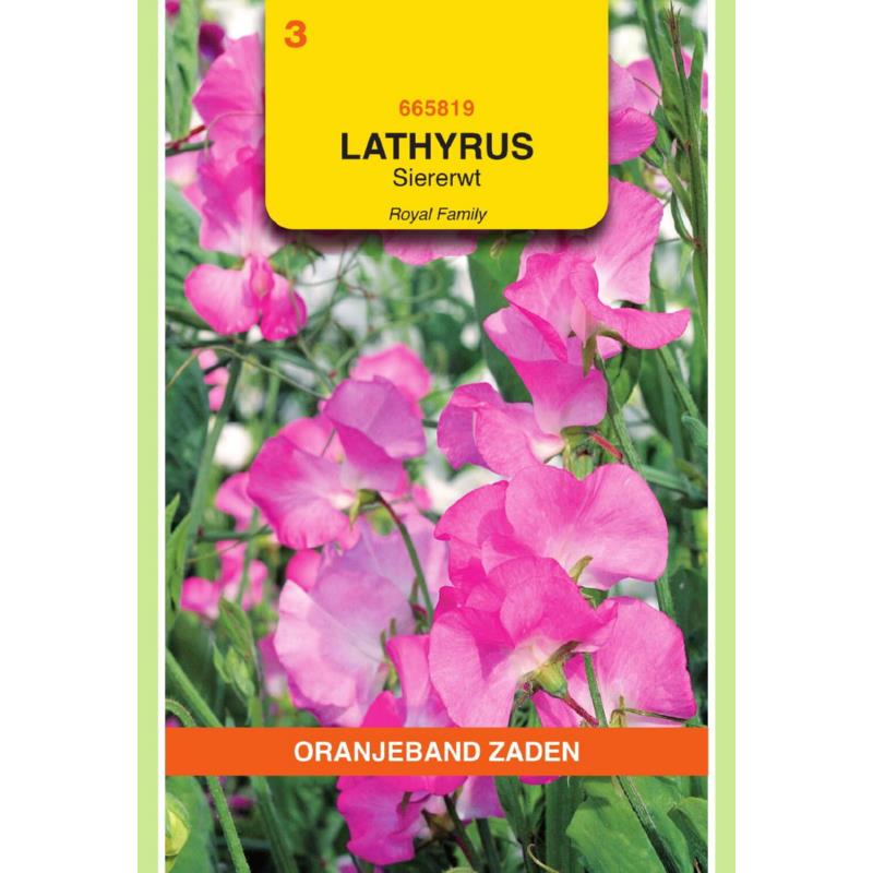 OBZ Lathyrus, Reuk- of siererwt Royal, roze