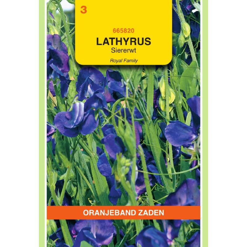Oranjeband® Lathyrus Odoratus Royal Family Navy Blue