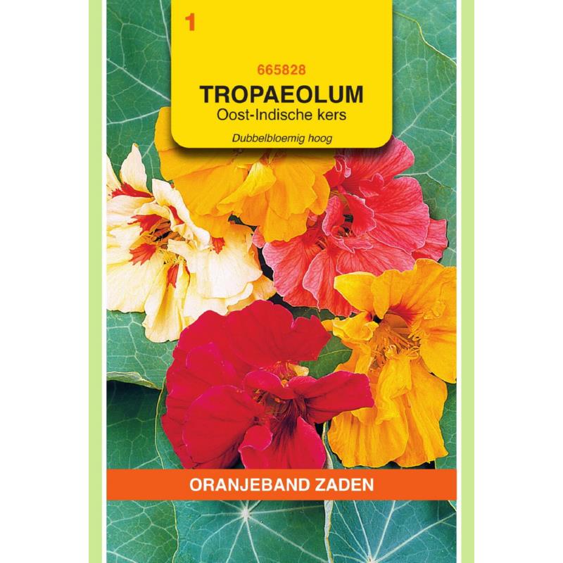 Oranjeband® Tropaeolum Maj. Glorious Gleam Hybr. Mixed