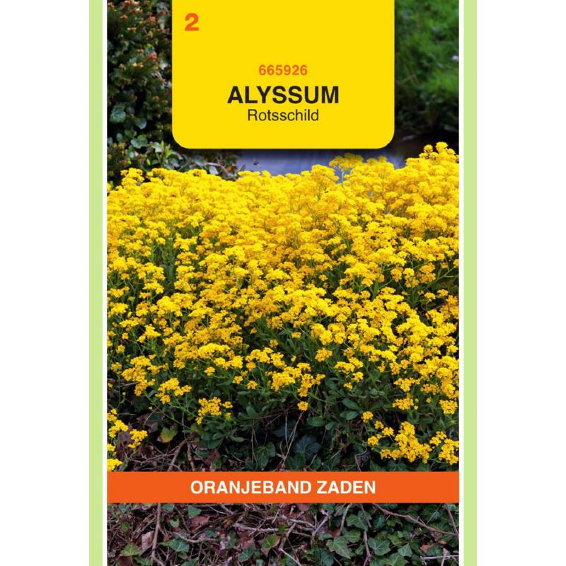 Oranjeband® Alyssum Saxatile Golddust