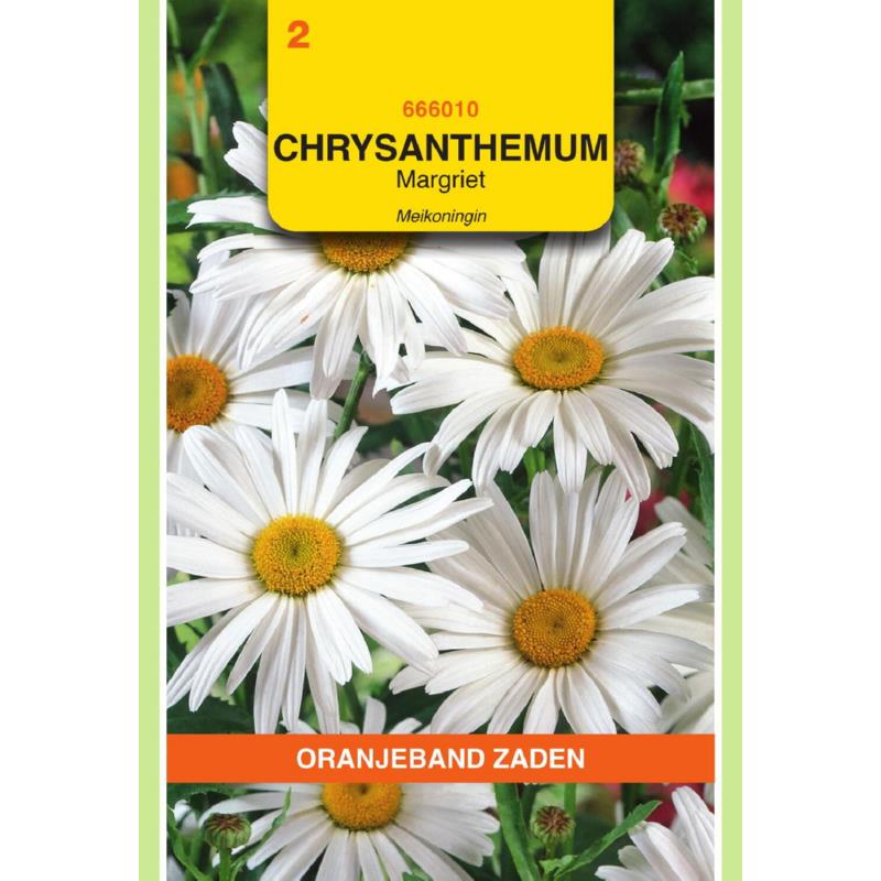 Oranjeband® Chrysanthemum Leucanthemum May Queen