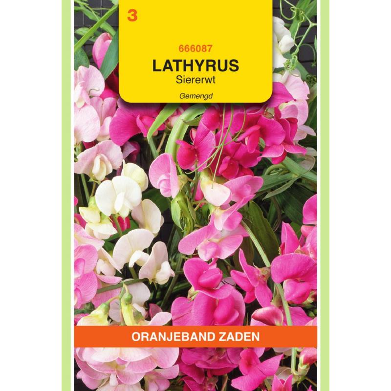Oranjeband® Lathyrus Latifolius Mxd