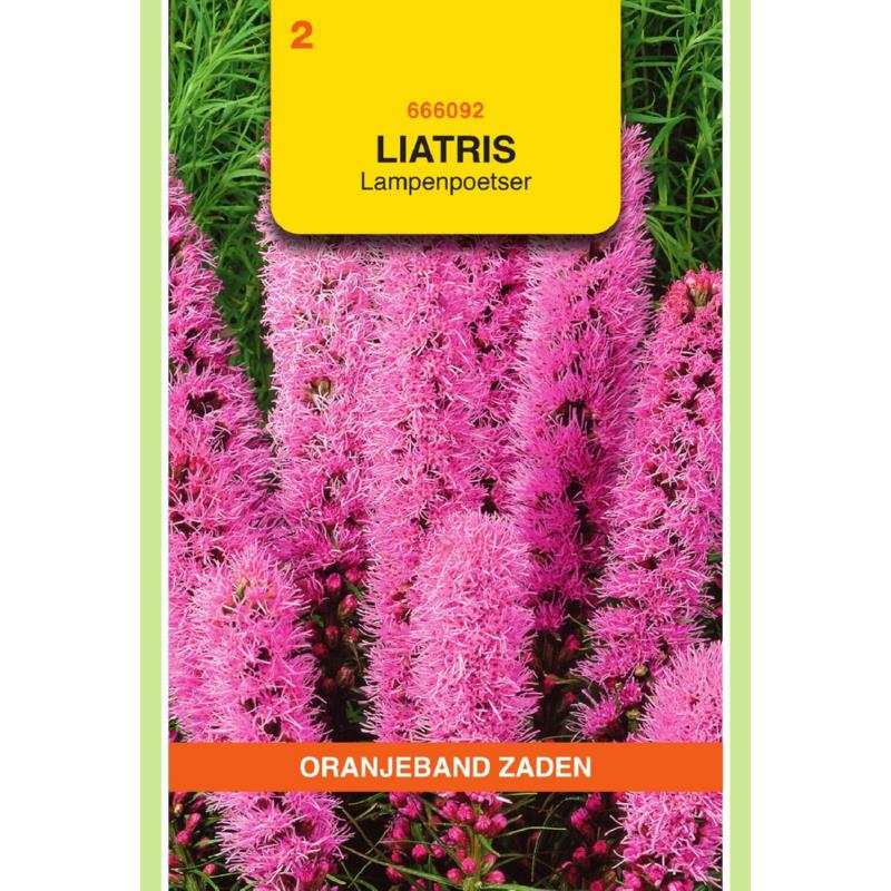 Oranjeband® Liatris Spicata / Gayfeather