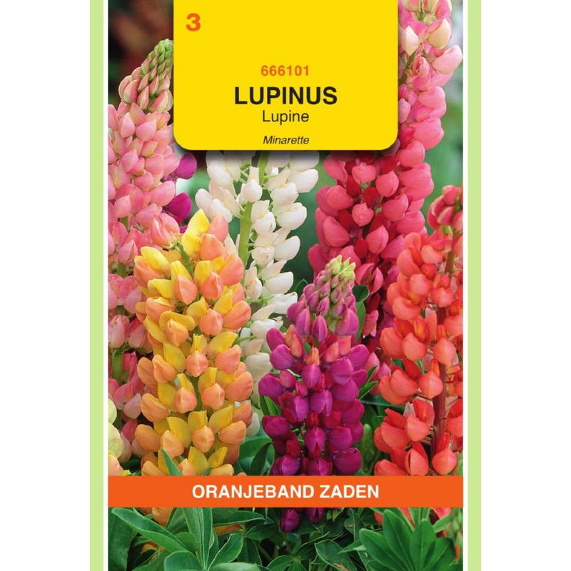 OBZ Lupinus, Lupine Minarette gemengd