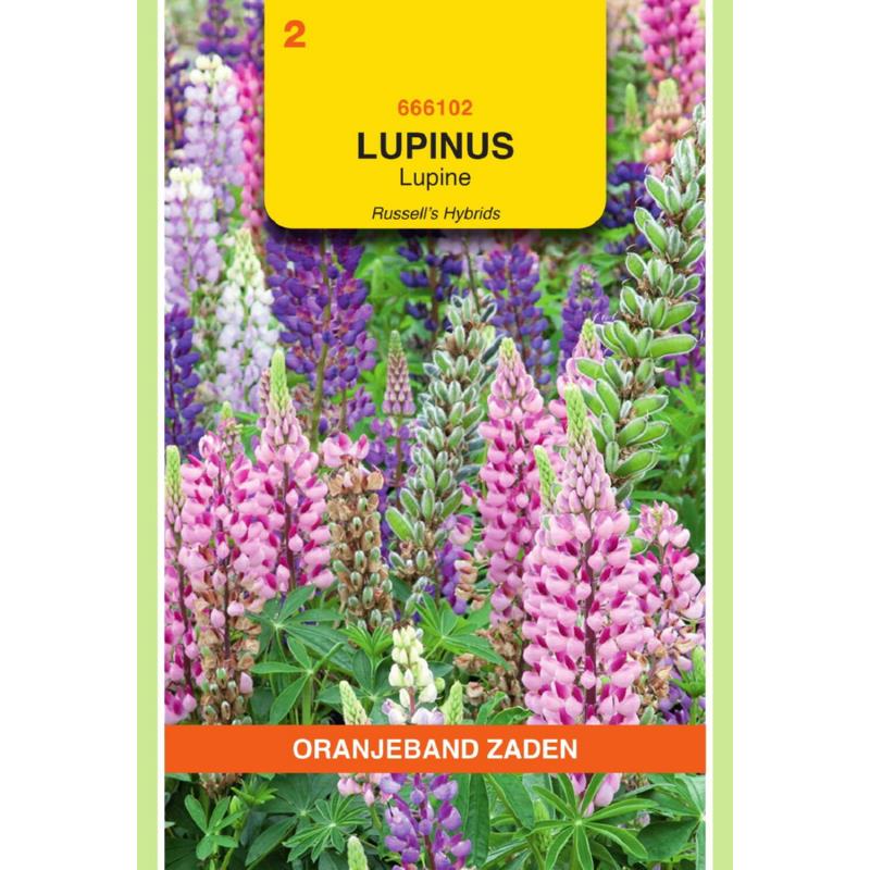 Oranjeband® Lupinus polyph. Russell's Hybrids mixed