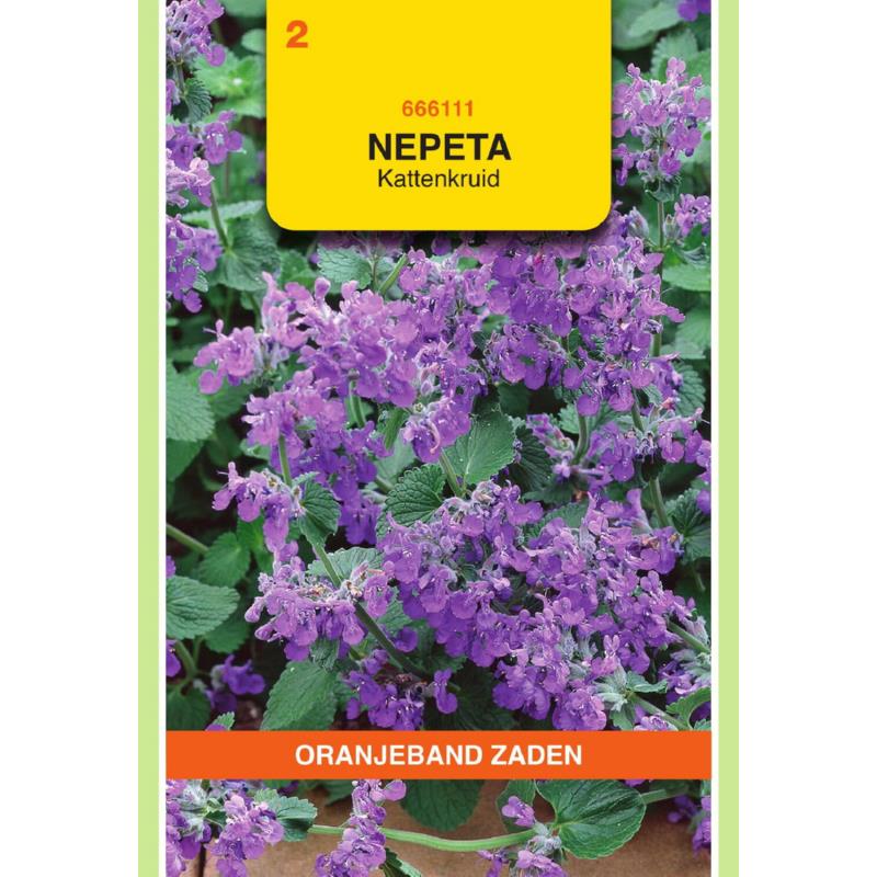 Oranjeband® Nepeta mussinii (Faassenii)