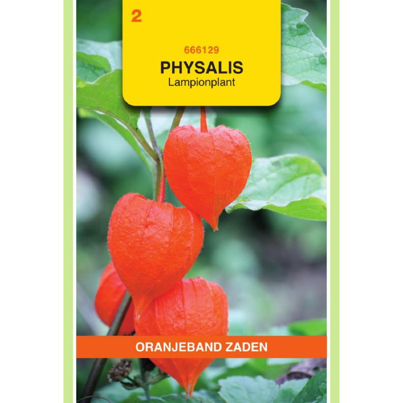 Oranjeband® Physalis Franchetti Gigantea (Chin. Lantern)