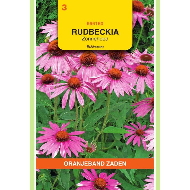 Oranjeband® Echinacea (Rudbeckia) Purpurea