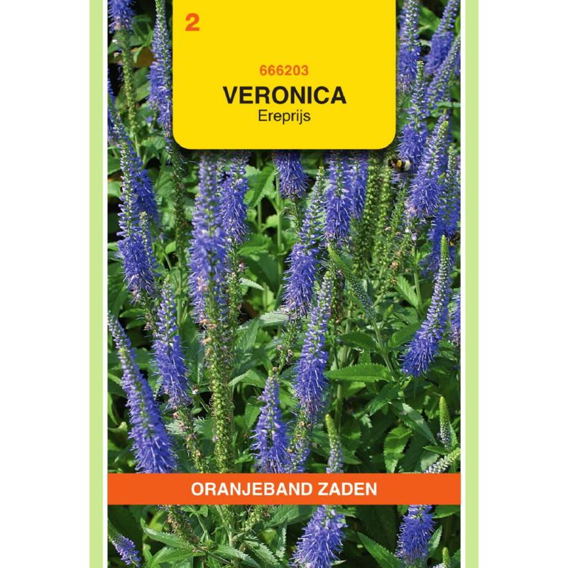 Oranjeband® Veronica Spicata Blue