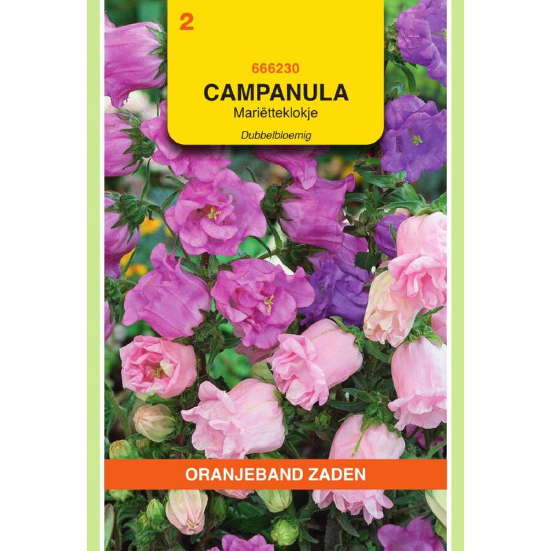 Oranjeband® Campanula Calyc. Cup en Saucer Mixed