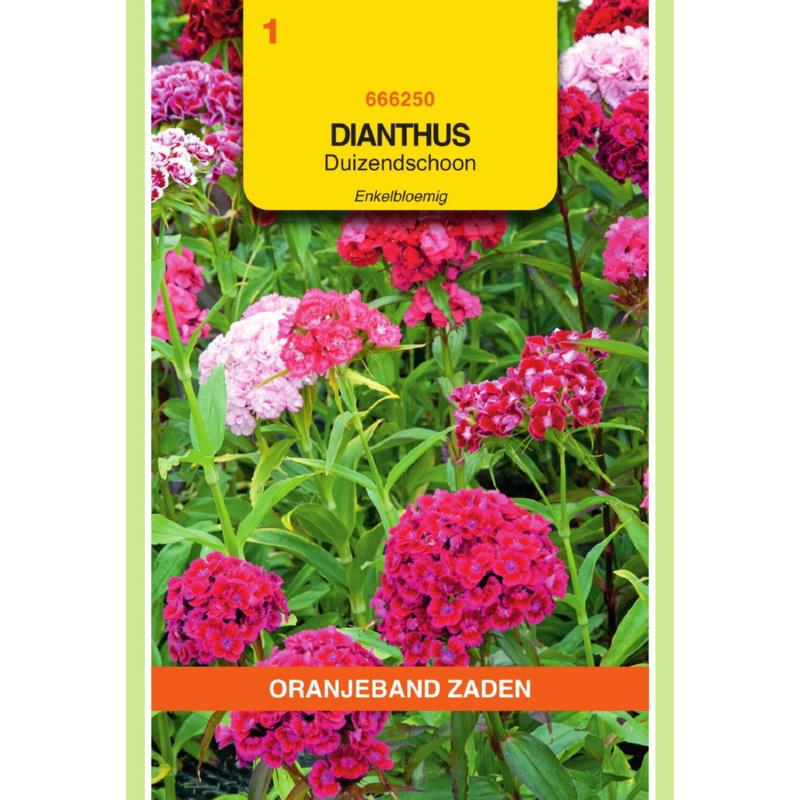 Oranjeband® Dianthus Barbatus Single Mixed
