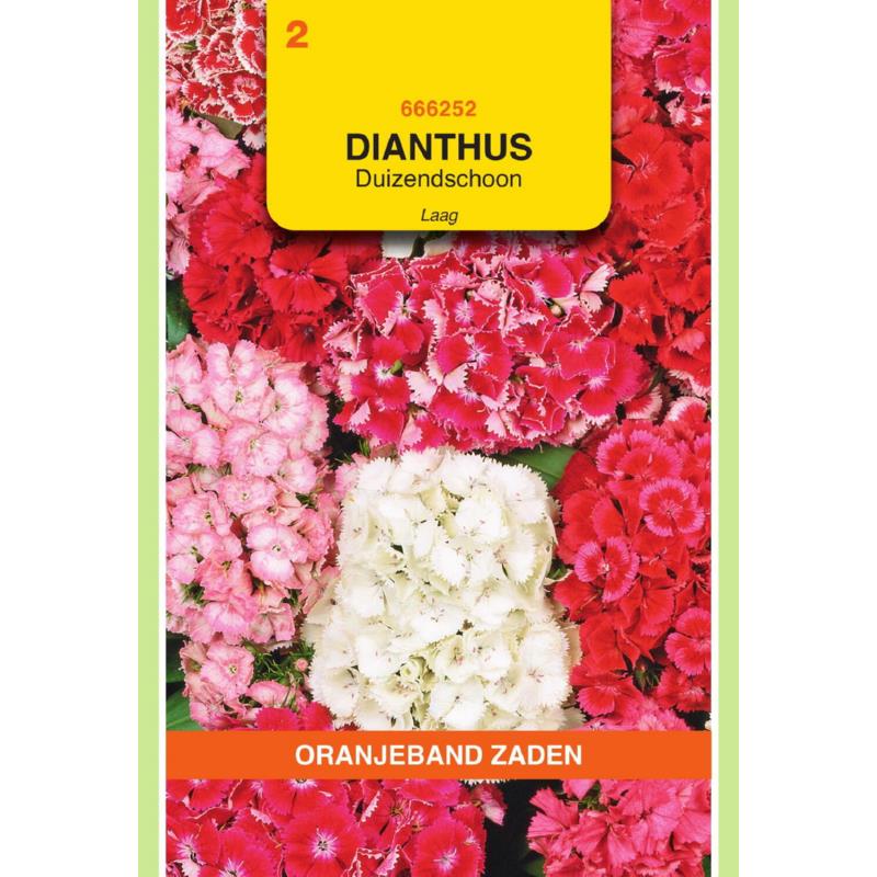 OBZ Dianthus, Duizendschoon gemengd laag