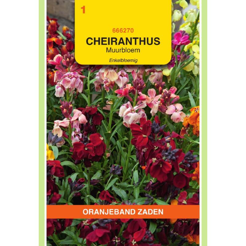 OBZ Cheiranthus, Muurbloem enkelbloemig gemengd