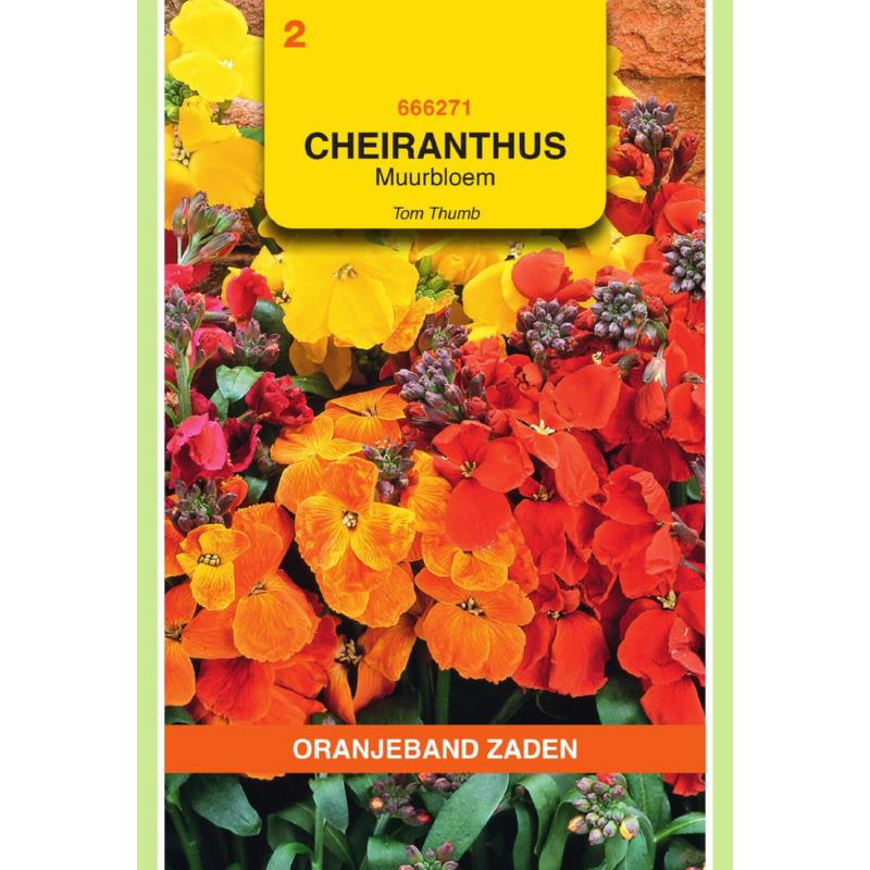 Oranjeband® Cheiranthus Ch. Tom Thumb Mix