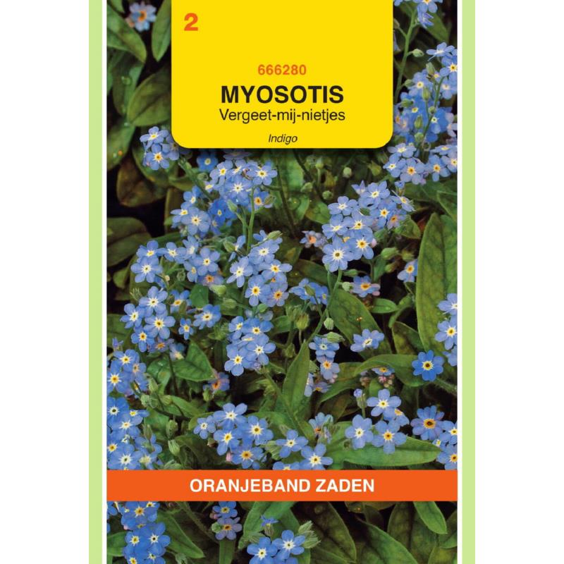 OBZ Myosotis, Vergeet-mij-niet Indigo, blauw