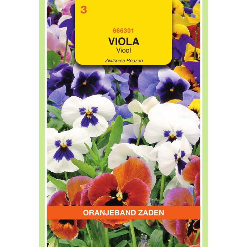 OBZ Viola, Viool Zwitserse Reuzen gemengd