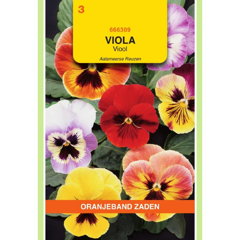 Oranjeband® Viola Tric. Max. Aalsmeer King Size Mixed
