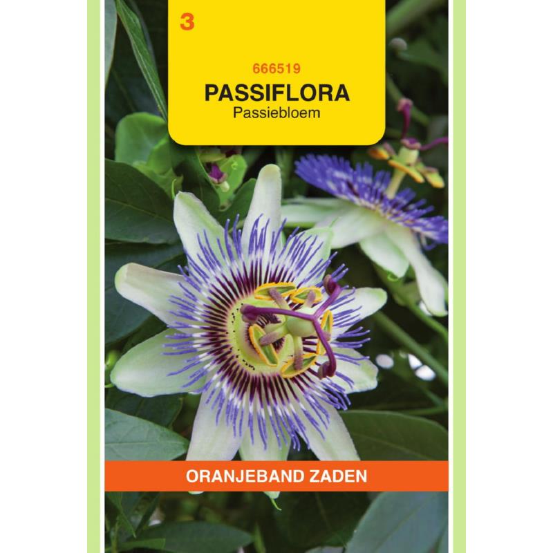 OBZ Passiflora, Passiebloem