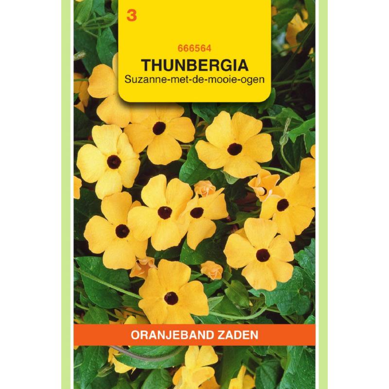 OBZ Thunbergia, Suzanne-met-de-mooie-ogen