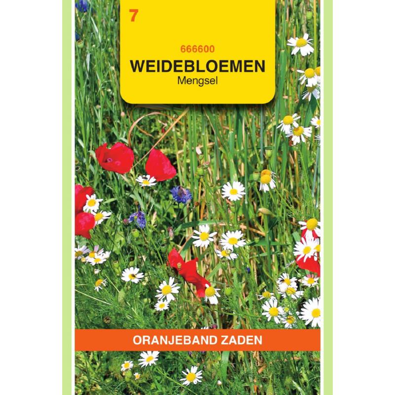 Oranjeband® Meadowflowers mixed
