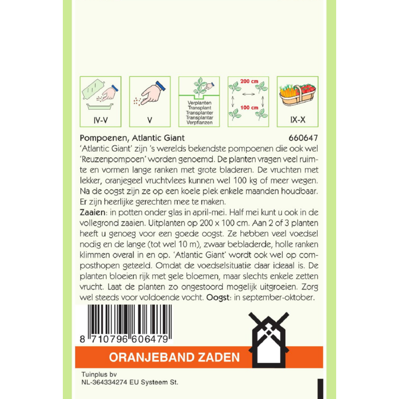 Oranjeband® Pumpkin Atlantic Giant