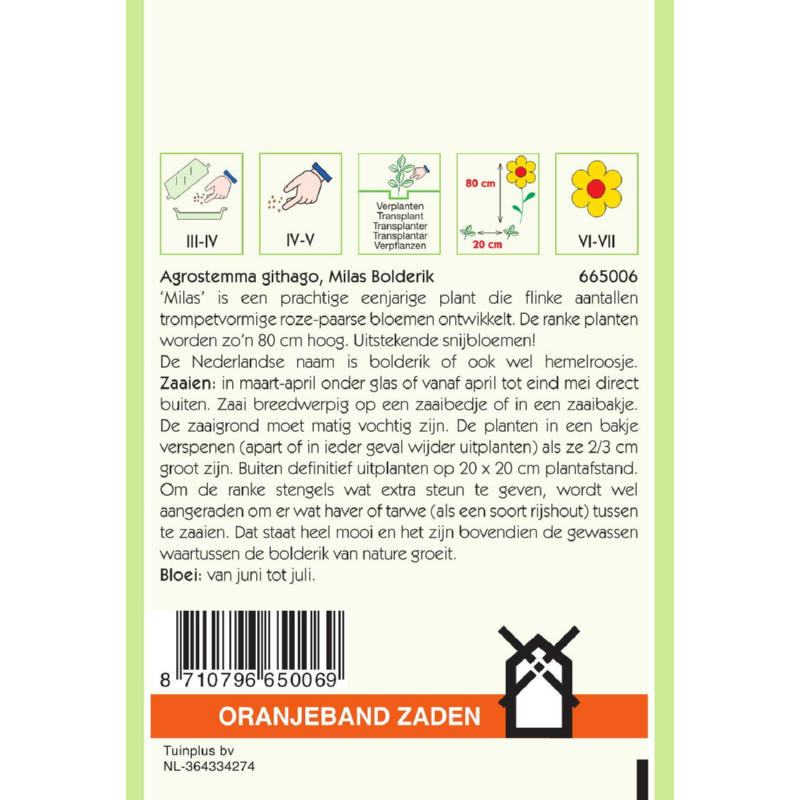 Oranjeband® Agrostemma  githago Milas / Corncockle