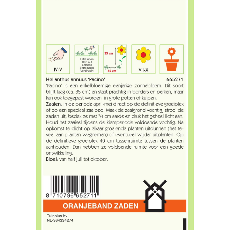 Oranjeband® Helianthus Debilis Stella, Yellow