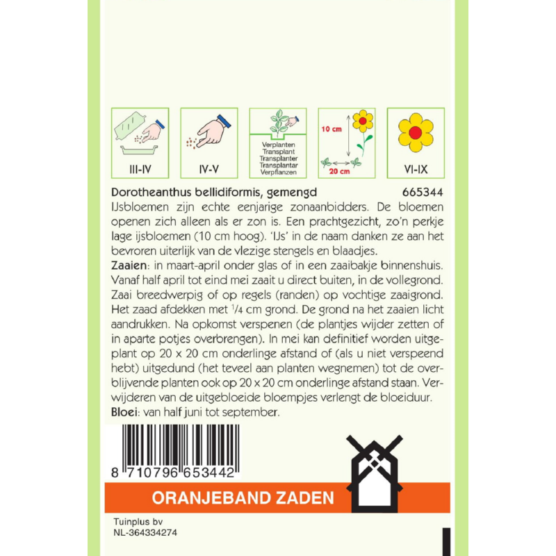 OBZ Dorotheanthus, IJsbloemen gemengd