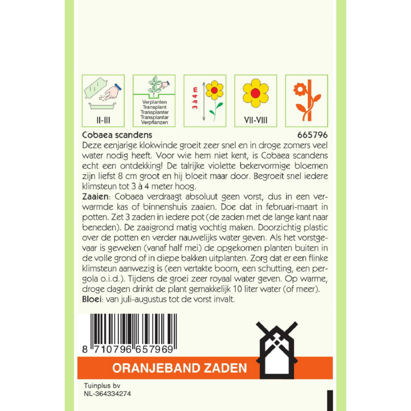 OBZ Cobaea, Klokwinde Violet