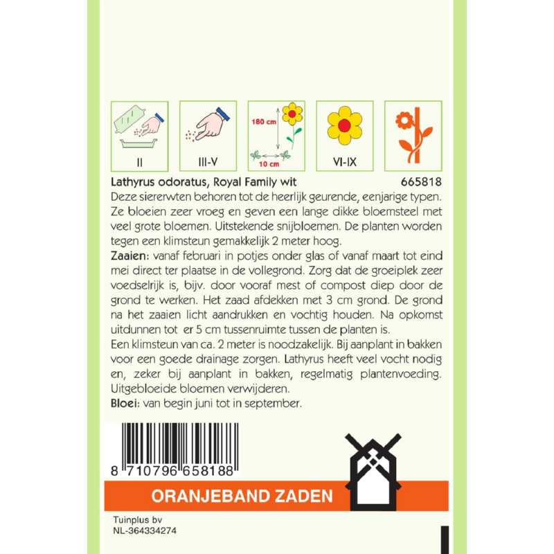 Oranjeband® Lathyrus Odoratus Royal Family White