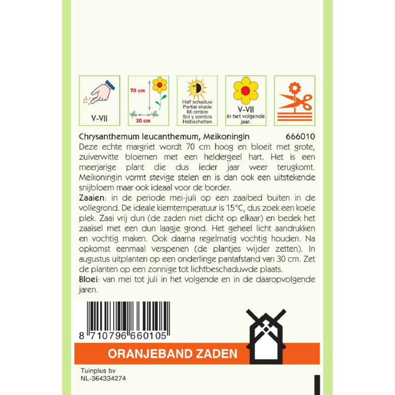 Oranjeband® Chrysanthemum Leucanthemum May Queen