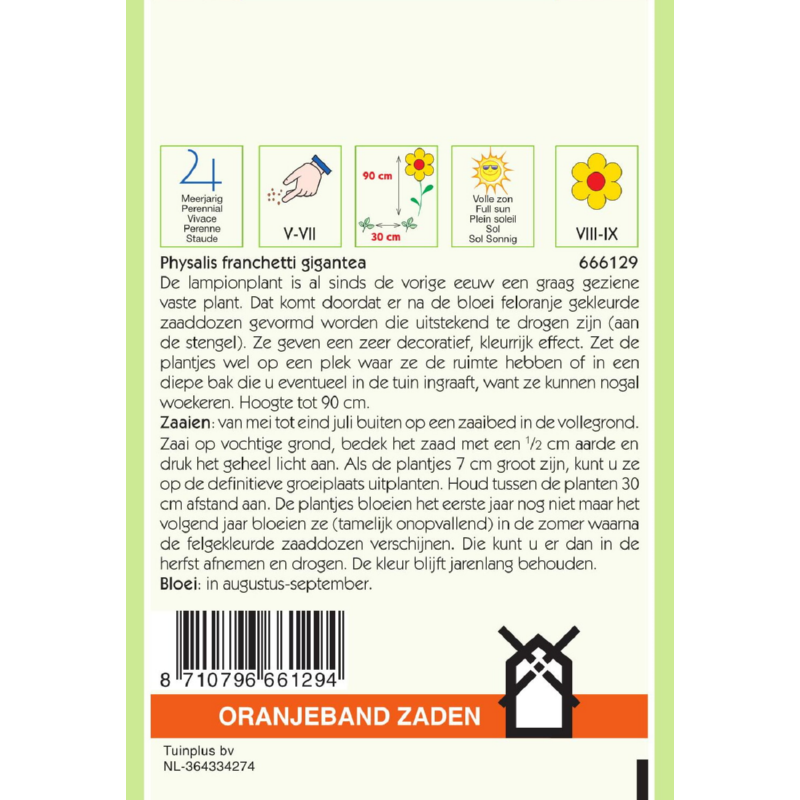 Oranjeband® Physalis Franchetti Gigantea (Chin. Lantern)