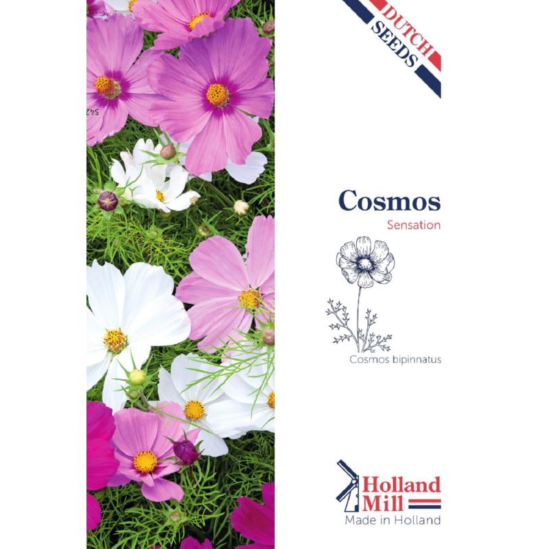 Holland Mill Cosmos, Cosmea Sensation gemengd