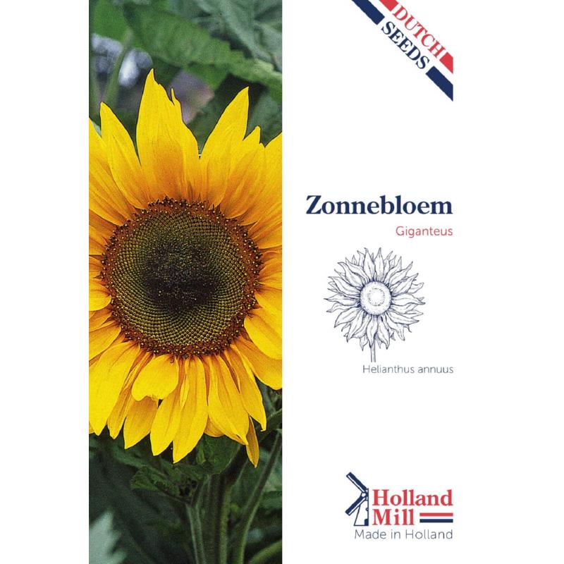 Holland Mill Helianthus annuus uniflorus giganteus