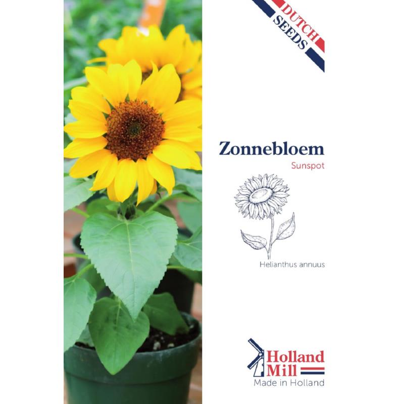 Holland Mill Sunflower Sunspot