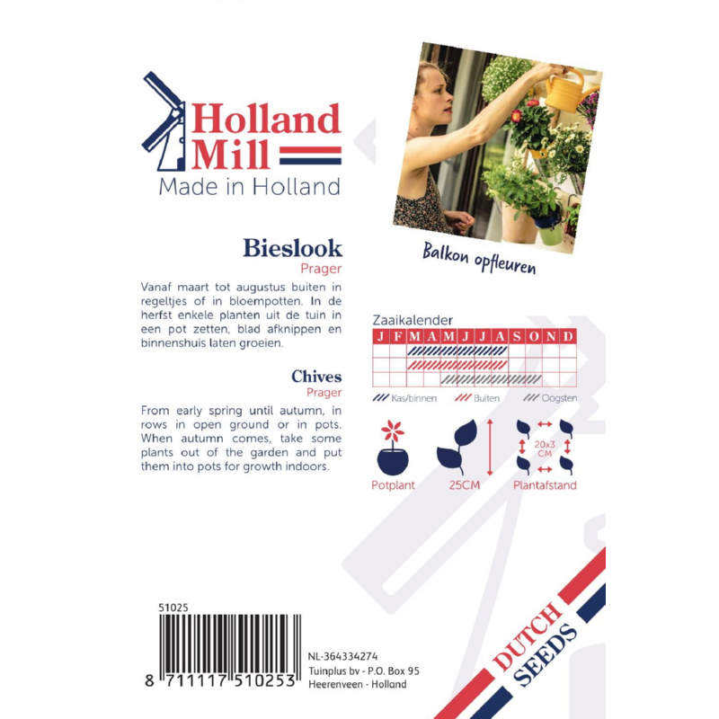 Holland Mill Allium schoenoprasum (Chives)