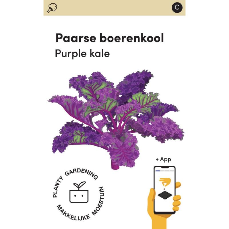 Makkelijke Moestuin Paarse Boerenkool Scarlet