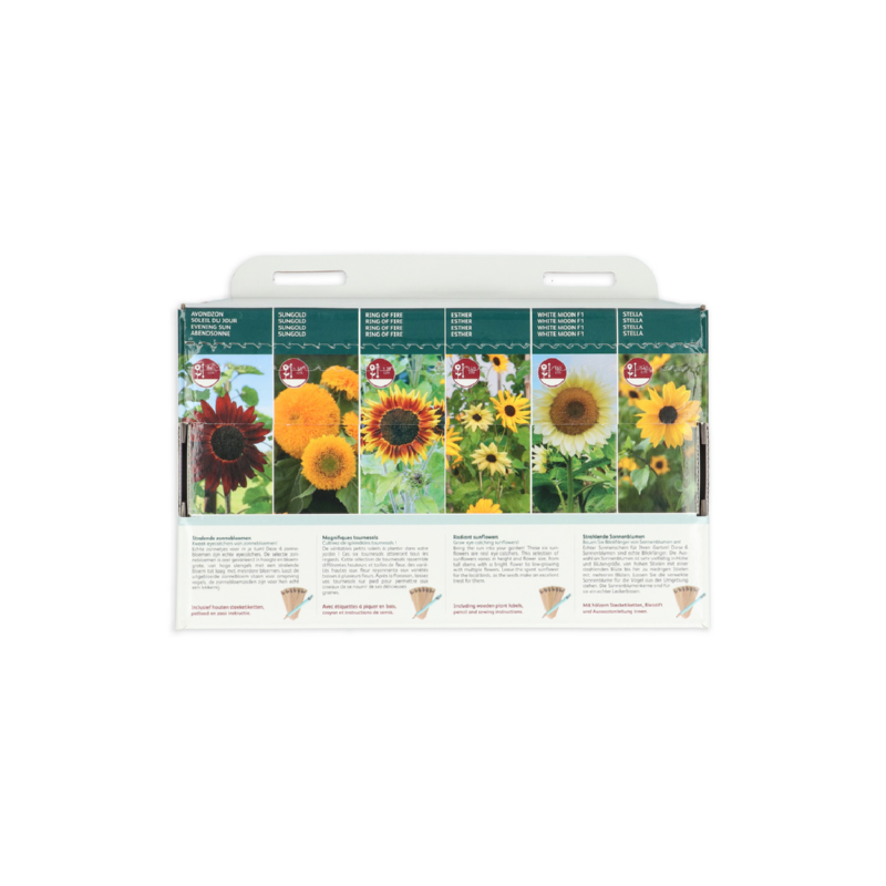 Buzzy® Collection 6 Radiant sunflowers