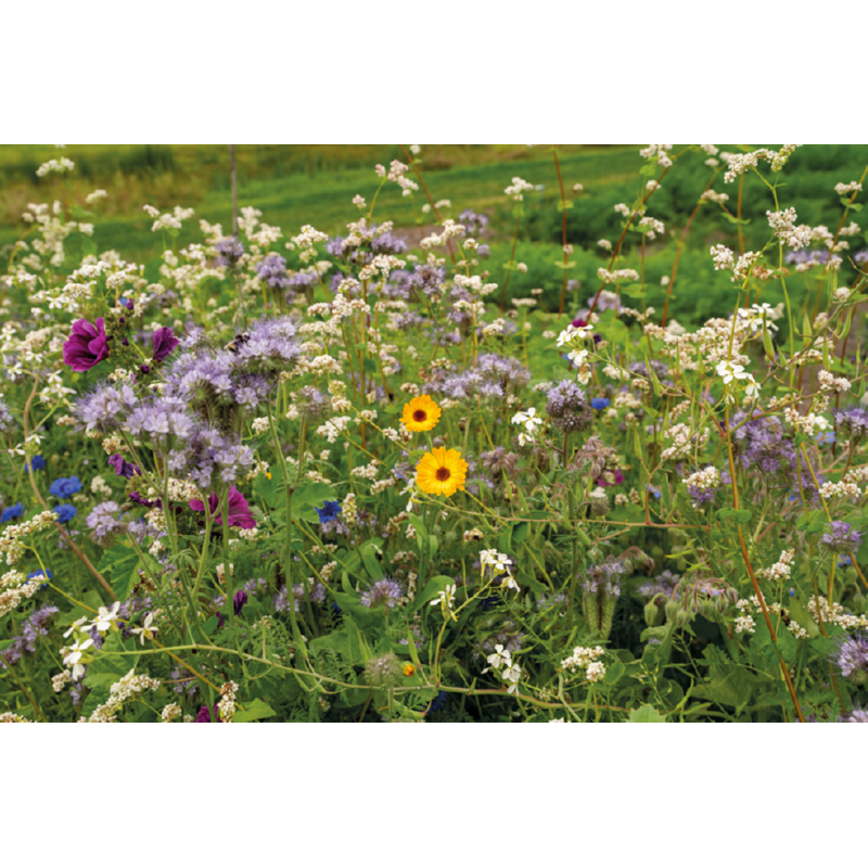 Buzzy® Friendly Flowers XL BIO Tubinger mengsel 50m²