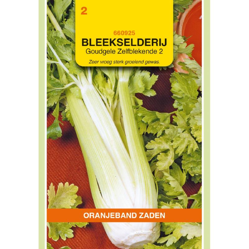 Oranjeband® Celery Golden Selfblanching 2