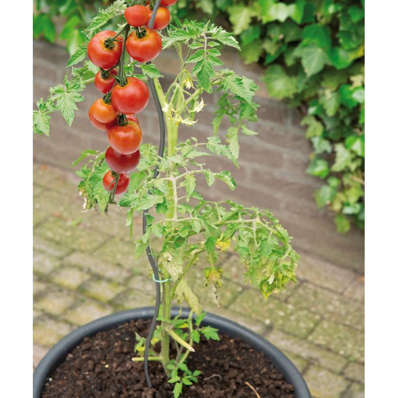 SOGO Tomaten spiraal 3st 180cm